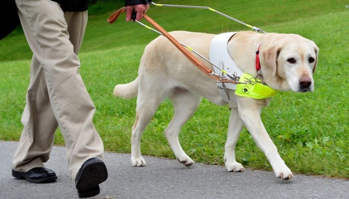 Guide dog